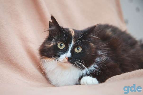 Кошечка ищет дом, фотография 1