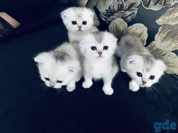 Котята шотландская серебристая шиншилла, фотография 2