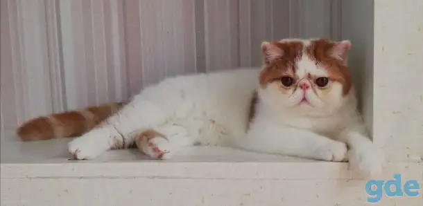 Котик экзотик, фотография 2