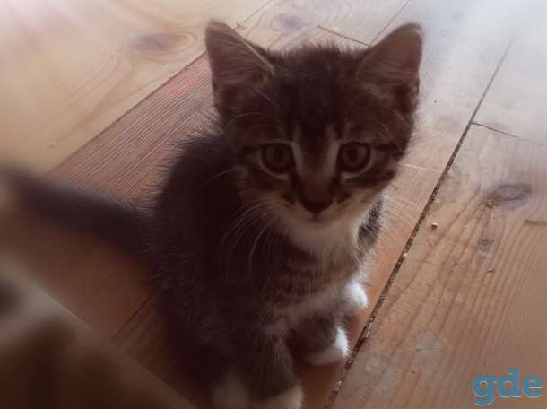 Милые котята ищут заботливого хозяина, фотография 1