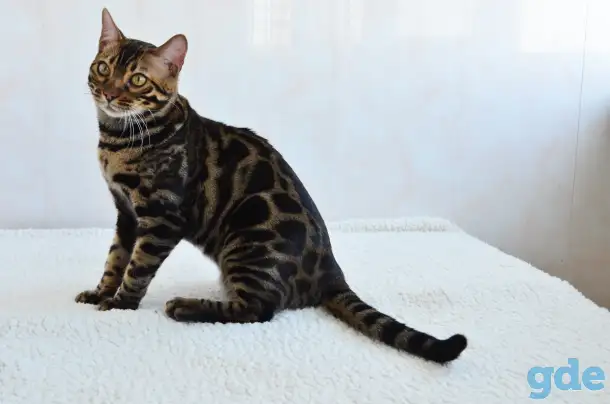 Угольный бенгальский котенок подрощенный, фотография 6