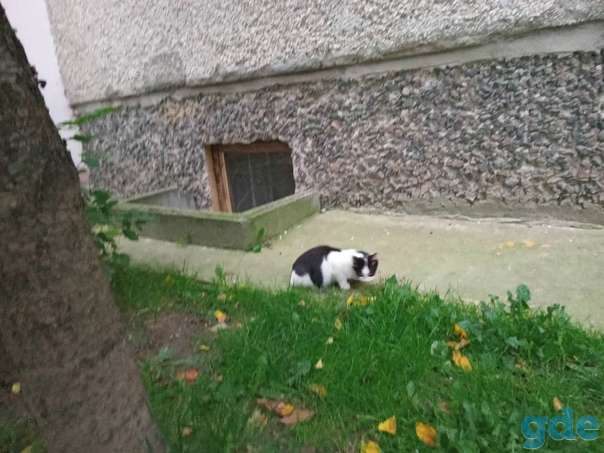 Котята ищут дом, фотография 3