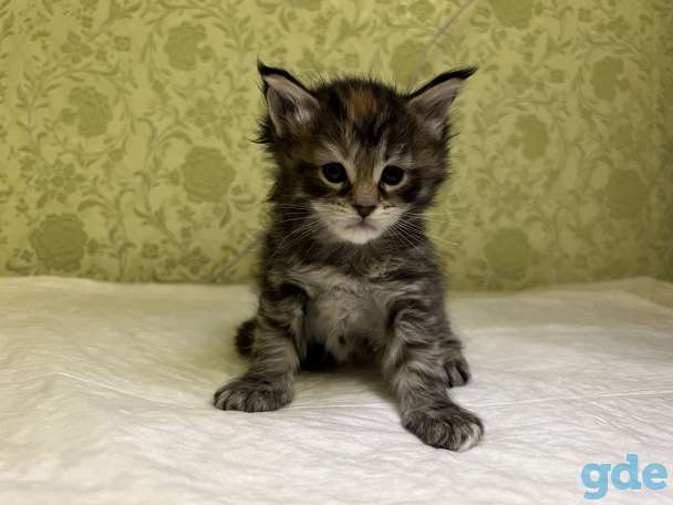 кошка мейн кун, фотография 12