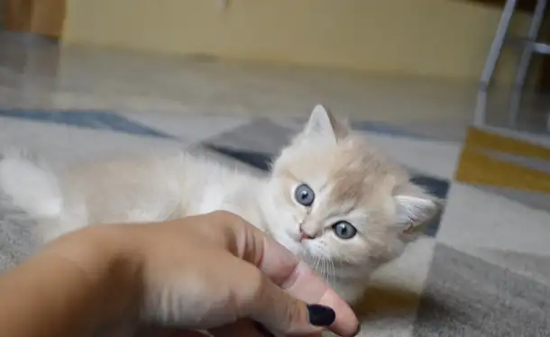 Шотландские прямоухие котята, фотография 9