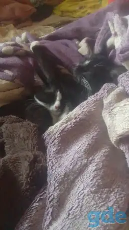 Раздаем котят в хорошие руки, фотография 2