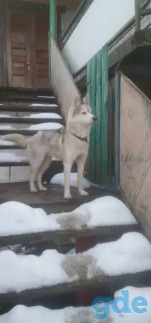 Продам хаски, фотография 1