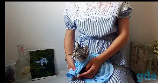 Всем привет отдам в добрые руки Керри, фотография 2