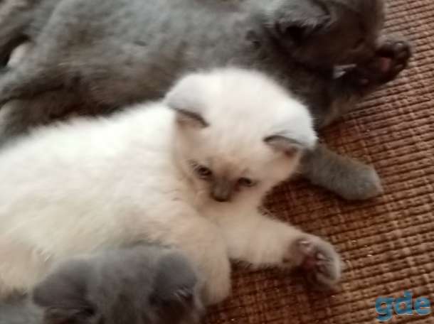 Шотландские котята, фотография 4