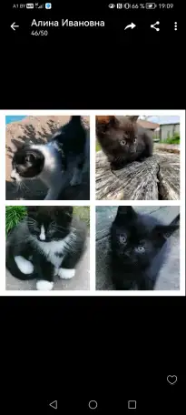 Котята ищут дом, фотография 1