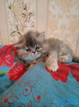 Экзотические плюшевые короткошетстные мраморные котята, фотография 10