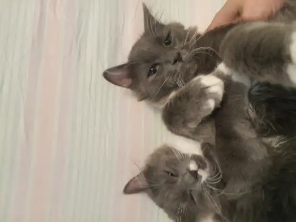 Котята в добрые руки, фотография 1