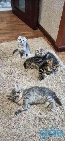 Продам британских котят, фотография 2