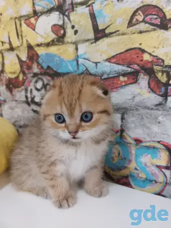 Шотландские котятя, фотография 2