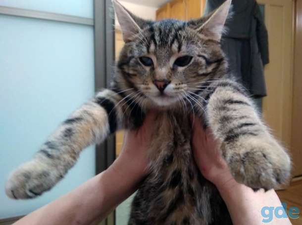 Котёнок в добрые руки, фотография 4