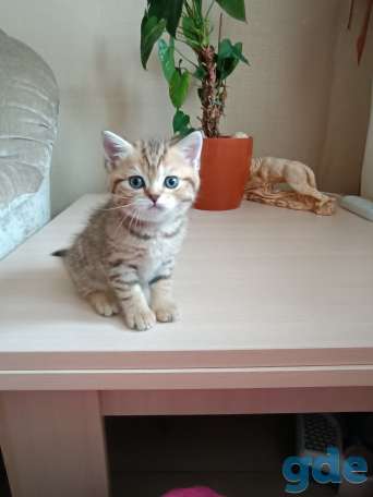 Котята шотландские, фотография 4