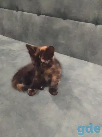 Котята в дар, фотография 2