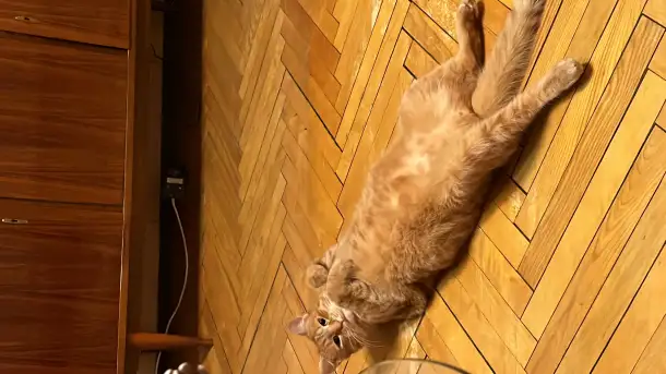 Котик в добрые руки, фотография 15
