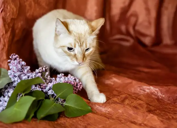 Нежный и красивый котик Беня в дар, фотография 6