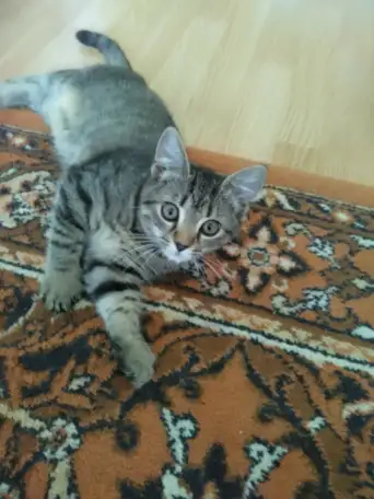 Кошечку в дар., фотография 2