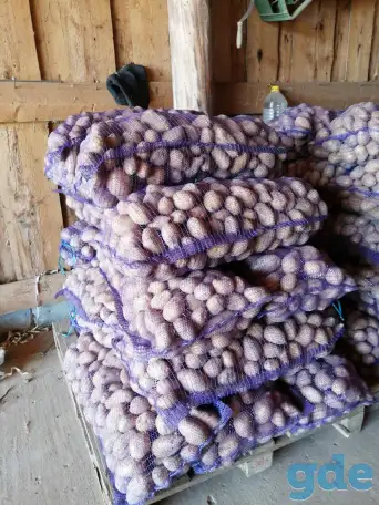 Продам фермерский картофель от 1т -0,60коп 1кг, сорт бриз калибр 4,5+, фотография 2