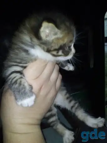 Маленькие котята ищут дом, фотография 3