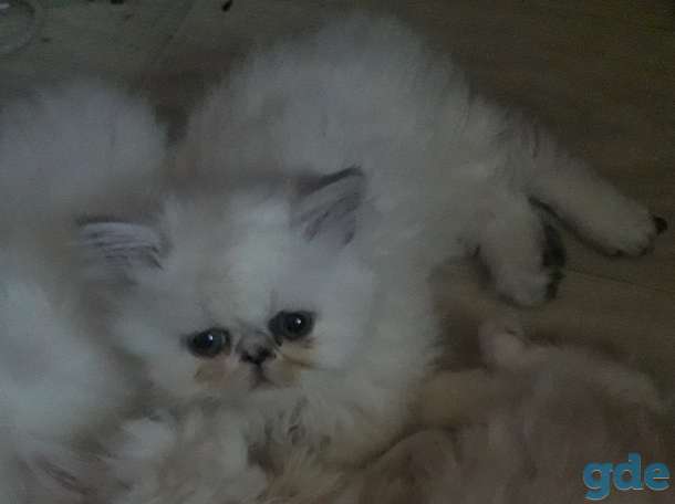 Продаю персидских котят, фотография 1