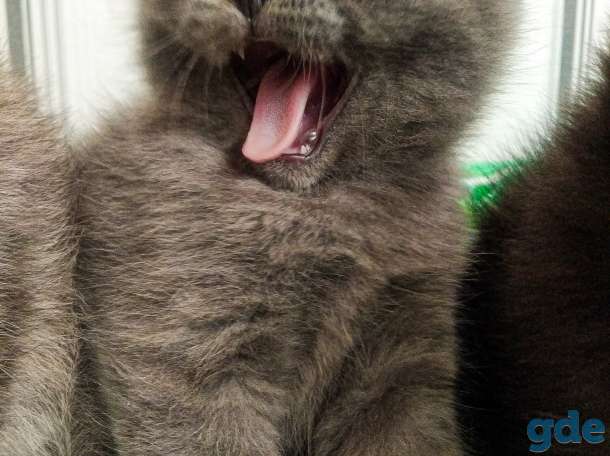 Котенок, фотография 1