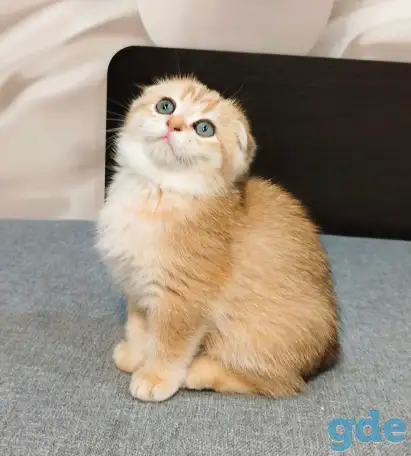 Шотландская вислоухая кошечка, фотография 2
