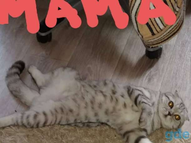 Шотландская кошечка, фотография 4