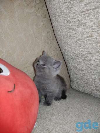 Котята, фотография 2