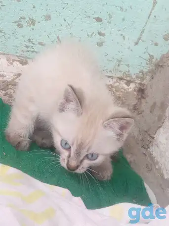 Котенок даром, фотография 2