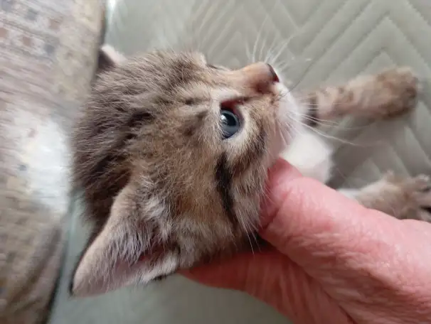 Отдам котят в добрые руки, фотография 6