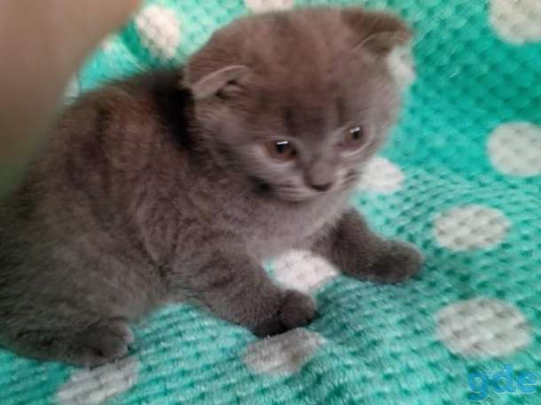 Котята британцы, фотография 3