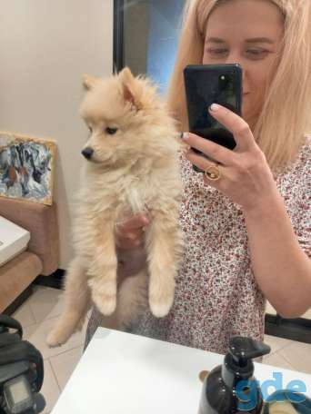 Продам шпица, 4 мес , мальчик, фотография 1