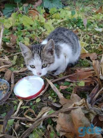 Котенок ищет дом, фотография 1