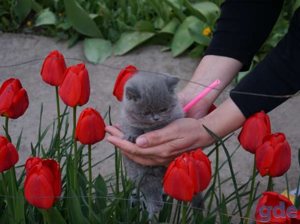 Британская кошечка, фотография 3