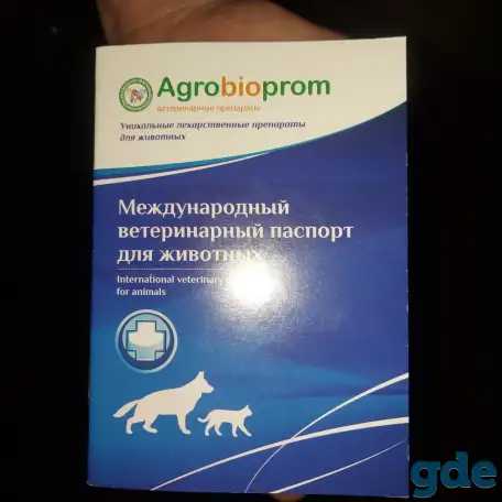 Мейн кун, фотография 4