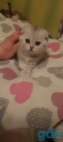 Котята, фотография 6