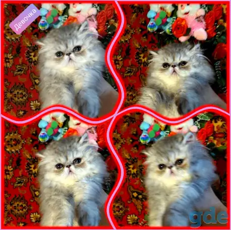 Персидские котята экстремального типа чистокровные. Персы., фотография 7