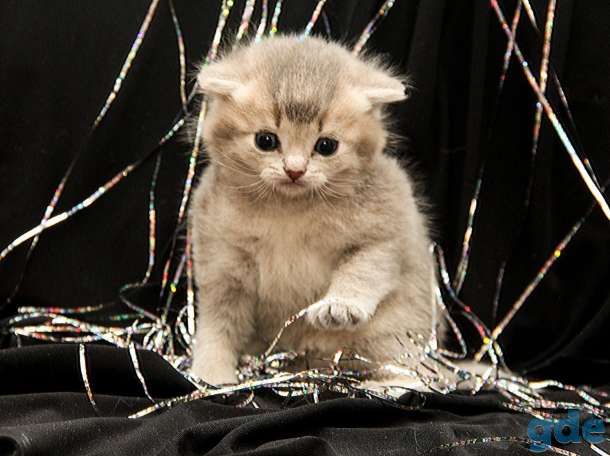 Шотландские котята, фотография 11