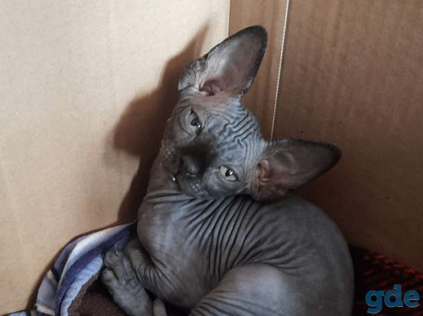 Котята сфинкса, фотография 8