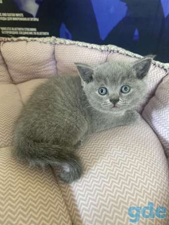 Британские котята, фотография 3