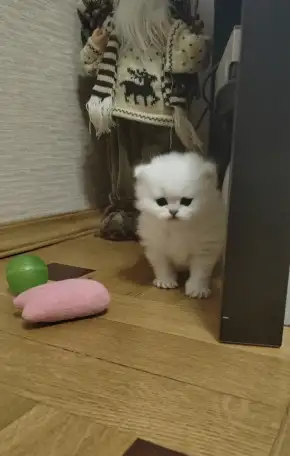 Продажа шотландского котенка, фотография 6