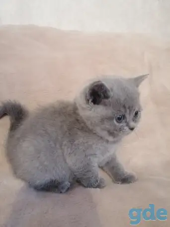 Котята Британские, фотография 9