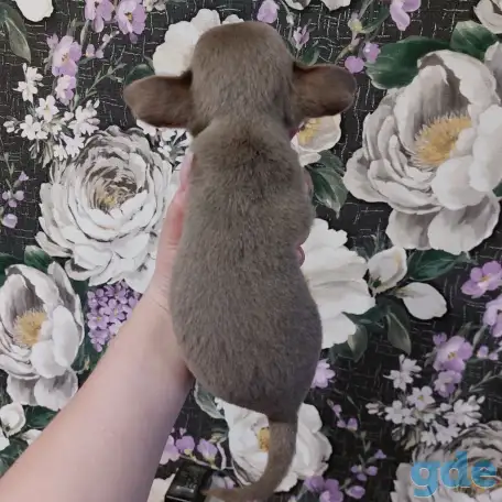 Чихуахуа лиловые., фотография 4