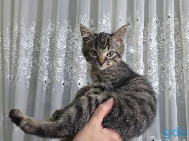 Котята в добрые руки, фотография 4