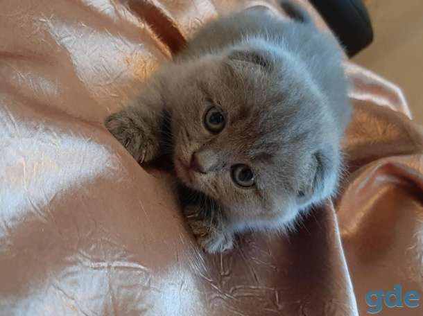 Продам породистых шатландских вислоухих котят, фотография 6