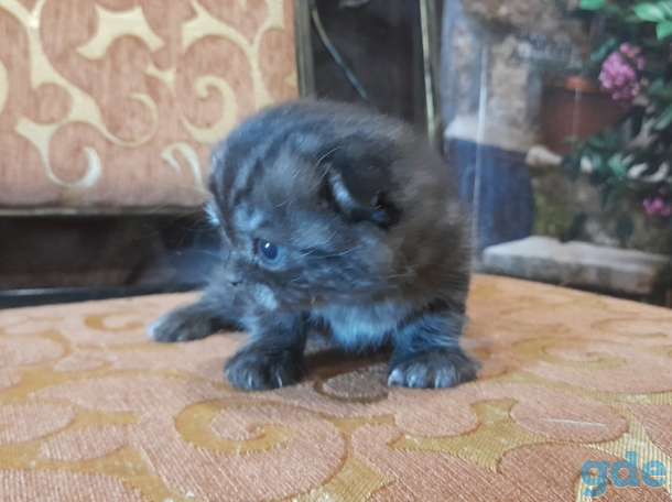 котята шотландские, фотография 2