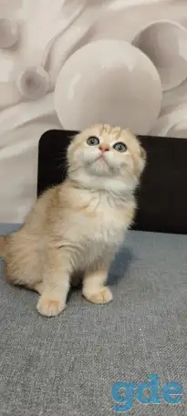Шотландская вислоухая кошечка, фотография 4