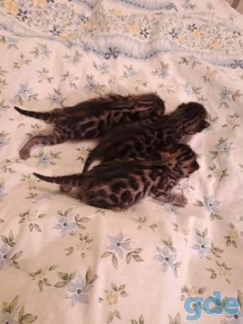 Бенгальский котнок, фотография 5